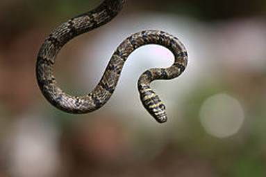 Paradise snake